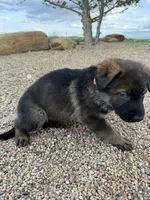 Light pink , a female German Shepherd Dog for sale in Fort Collins, CO – 5 of 6