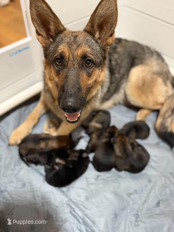 Rain  – German Shepherd Dog puppy for sale in Fort Collins, CO