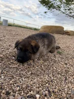 Light blue , a female German Shepherd Dog for sale in Fort Collins, CO – 8 of 9