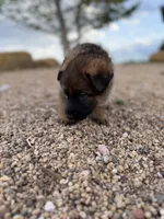Light blue , a female German Shepherd Dog for sale in Fort Collins, CO – 2 of 9