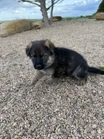 Green, a male German Shepherd Dog for sale in Fort Collins, CO – 7 of 7