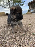 Green, a male German Shepherd Dog for sale in Fort Collins, CO – 4 of 7