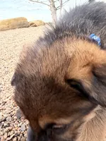 Dark blue , a male German Shepherd Dog for sale in Fort Collins, CO – 2 of 10
