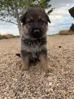 Dark blue , a male German Shepherd Dog for sale in Fort Collins, CO – 5 of 10
