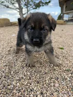 Green, a male German Shepherd Dog for sale in Fort Collins, CO – 1 of 7