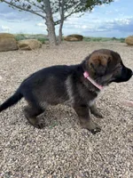 Light pink , a female German Shepherd Dog for sale in Fort Collins, CO – 6 of 6