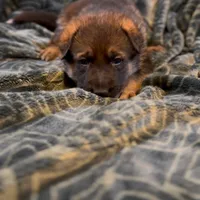 Rain, a female German Shepherd Dog for sale in Fort Collins, CO – 1 of 1