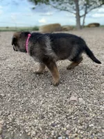 Dark pink , a female German Shepherd Dog for sale in Fort Collins, CO – 5 of 5