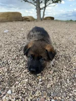 Light blue , a female German Shepherd Dog for sale in Fort Collins, CO – 6 of 9