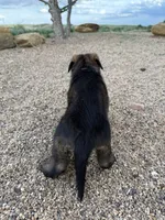 Light pink , a female German Shepherd Dog for sale in Fort Collins, CO – 4 of 6
