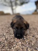 Light blue , a female German Shepherd Dog for sale in Fort Collins, CO – 1 of 9