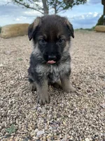Green, a male German Shepherd Dog for sale in Fort Collins, CO – 5 of 7