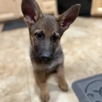 Oaks, a female German Shepherd Dog for sale in Fort Collins, CO – Photo 3 of 6