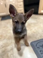 Oaks, a female German Shepherd Dog for sale in Fort Collins, CO – Photo 3 of 6