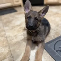 Oaks, a female German Shepherd Dog for sale in Fort Collins, CO – Photo 2 of 6