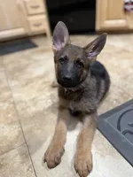Oaks, a female German Shepherd Dog for sale in Fort Collins, CO – Photo 2 of 6