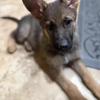 Oaks, a female German Shepherd Dog for sale in Fort Collins, CO – Photo 1 of 6