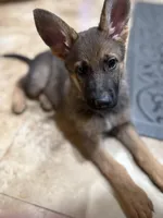 Oaks, a female German Shepherd Dog for sale in Fort Collins, CO – Photo 1 of 6
