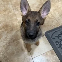 Oaks, a female German Shepherd Dog for sale in Fort Collins, CO – Photo 6 of 6