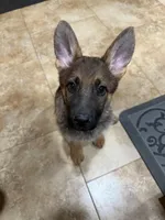 Oaks, a female German Shepherd Dog for sale in Fort Collins, CO – Photo 6 of 6