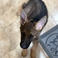 Oaks, a female German Shepherd Dog for sale in Fort Collins, CO – Photo 4 of 6