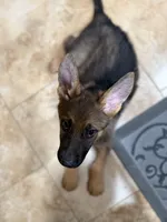 Oaks, a female German Shepherd Dog for sale in Fort Collins, CO – Photo 4 of 6