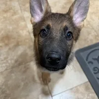 Oaks, a female German Shepherd Dog for sale in Fort Collins, CO – Photo 5 of 6