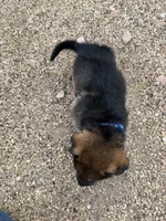 Dark blue , a male German Shepherd Dog for sale in Fort Collins, CO – 9 of 10