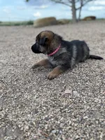 Dark pink , a female German Shepherd Dog for sale in Fort Collins, CO – 4 of 5
