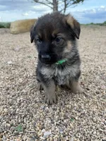 Green, a male German Shepherd Dog for sale in Fort Collins, CO – 3 of 7