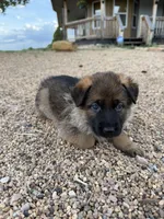 Light blue , a female German Shepherd Dog for sale in Fort Collins, CO – 9 of 9