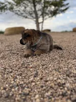 Light blue , a female German Shepherd Dog for sale in Fort Collins, CO – 4 of 9