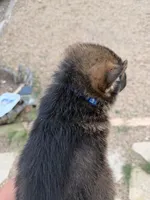 Dark blue , a male German Shepherd Dog for sale in Fort Collins, CO – 4 of 10