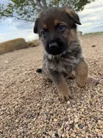 Dark blue , a male German Shepherd Dog for sale in Fort Collins, CO – 7 of 10