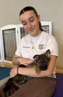 Willow, a female German Shepherd Dog for sale in Fort Collins, CO – Photo 2 of 3