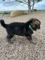 Green, a male German Shepherd Dog for sale in Fort Collins, CO – 6 of 7