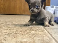 Murphy , a male Chihuahua for sale in Teutopolis, IL – 4 of 5
