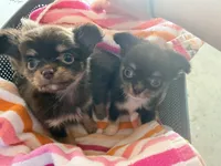 Nelly, a female Chihuahua for sale in Teutopolis, IL – 3 of 7