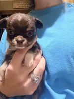 Milo, a male Chihuahua for sale in Teutopolis, IL – 2 of 4