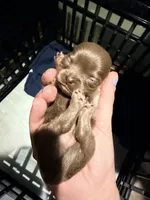 Murphy , a male Chihuahua for sale in Teutopolis, IL – 5 of 5