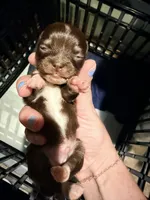 Milo, a male Chihuahua for sale in Teutopolis, IL – 4 of 4