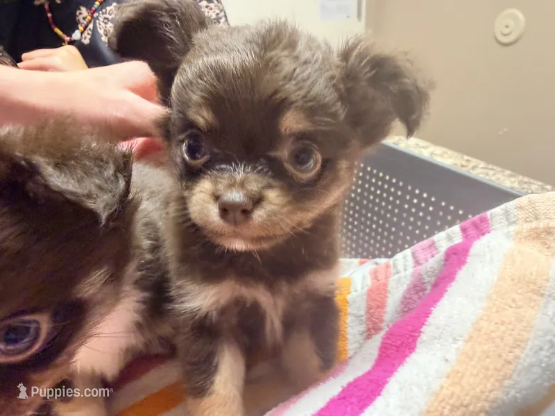 Nelly – Chihuahua puppy for sale in Teutopolis, IL
