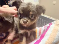 Nelly, a female Chihuahua for sale in Teutopolis, IL – 1 of 7
