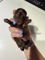 Nelly, a female Chihuahua for sale in Teutopolis, IL – 2 of 7