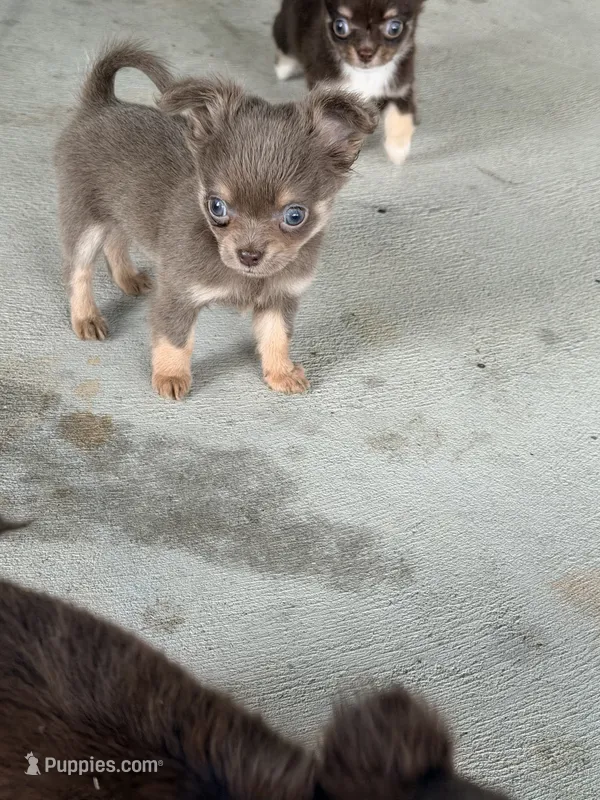 Murphy  – Chihuahua puppy for sale in Teutopolis, IL