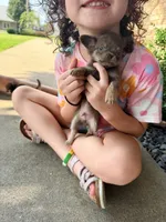 Nelly, a female Chihuahua for sale in Teutopolis, IL – 5 of 7