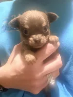 Murphy , a male Chihuahua for sale in Teutopolis, IL – 2 of 5