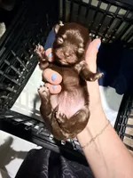 Nelly, a female Chihuahua for sale in Teutopolis, IL – 6 of 7