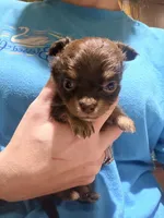 Nelly, a female Chihuahua for sale in Teutopolis, IL – 4 of 7