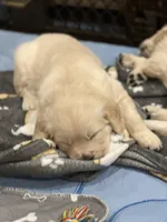 Rose, a female English Cream Golden Retriever for sale in Waco, TX – 4 of 4